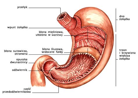 Schemat budowy żołądka i dwunastnicy