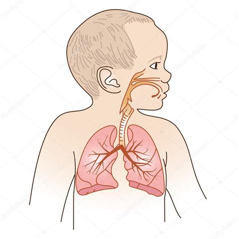 Anatomia układu oddechowego dziecka