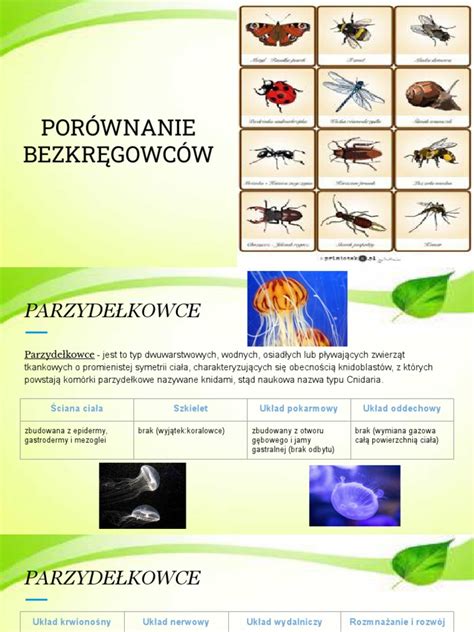 Porównanie windykacji i egzekucji