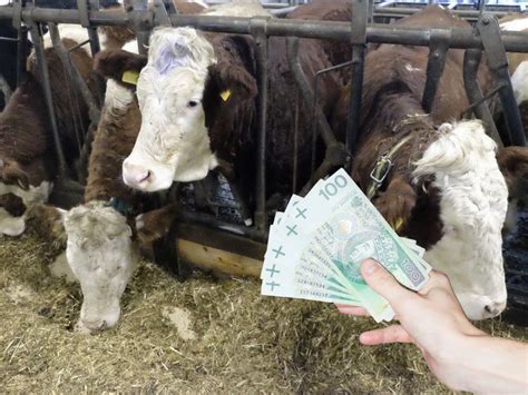 Statystyka cen skupu różnych kategorii bydła