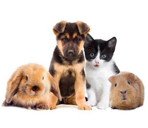 Zwierzęta domowe w kontekście egzekucji komorniczej