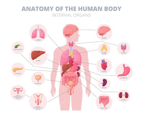 Infografika przedstawiająca schemat postępowania egzekucyjnego