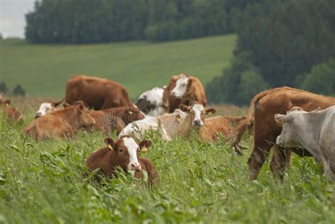 gospodarstwo rolne i zwierzęta hodowlane