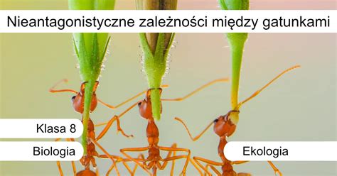 Rysunek ukazujący zależności między dłużnikami, wierzycielami a świadczeniem niepodzielnym