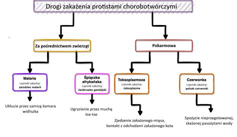 Schemat przedstawiający przebieg licytacji komorniczej.