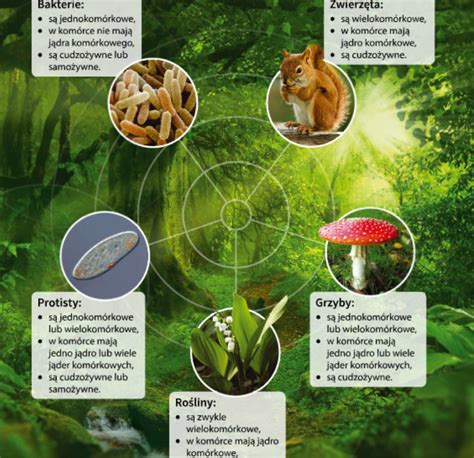 Infografika przedstawiająca strukturę polskiego sektora rolno-spożywczego