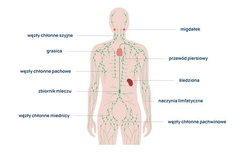 Schemat ukazujący główne przyczyny niealimentacji