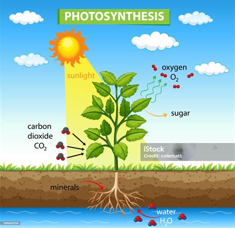 Schemat przedstawiający proces egzekucji komorniczej