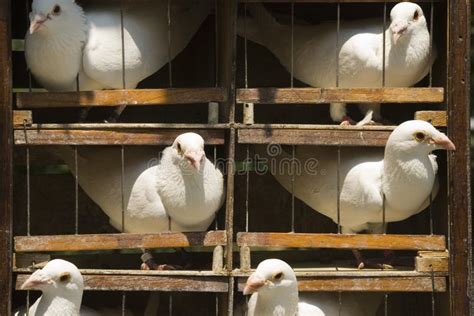 Klatka z gołębiami