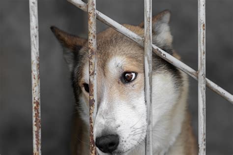 zdjęcie przyjaznego psa w schronisku